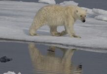 ДНК білого ведмедя швидко адаптується до зміни клімату