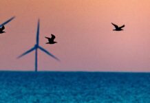 Адміністрація Трампа призупиняє оренду землі для вітрових електростанцій, посилаючись на невизначені «загрози національній безпеці»