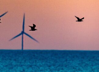 La administración Trump detiene los arrendamientos de parques eólicos citando “riesgos de seguridad nacional” no especificados